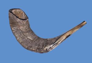 Shofar de carnero pulido de la mejor calidad, artesanía natural de alta calidad para adoración y ocasiones festivas - Product Image 4