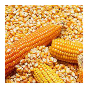 Maïs jaune non OGM de haute qualité en gros, matière première de qualité supérieure du Brésil à prix avantageux, durée de conservation de 12 mois - Product Image 1