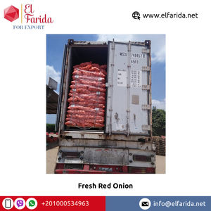Cebollas Rojas frescas de calidad alimentaria de exportación de origen egipcio-Ampliamente vendidas naturales y deliciosas para compra a granel - Product Image 2