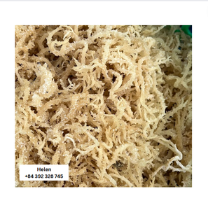 Haute Qualité Sauvage Fabriqué Cottonni Séché Eucheuma Algues-Meilleur vendeur Algues au Vietnam bon pour la Santé Helen commander - Product Image 3