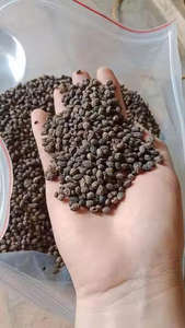 PAPAYA IS PERFECT FOR SEASONING, OIL EXTRACTION // VIETNAMESE SUPPLIER EXPORT <b>LARGE</b> QUANTITY - Product Image 2