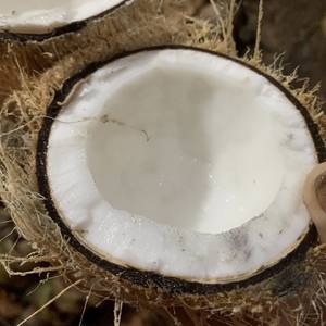 Coquille de noix de coco desséchée à faible teneur en matière grasse du Vietnam additif nutritif et sain - Product Image 3