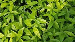 ใบคลินาแอนธัส นูแทนส์ แห้งธรรมชาติ 100% / หญ้างูซาบาห์ / ต้นงู สำหรับชาสมุนไพร - Product Image 4