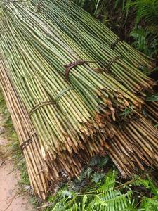 Fabricant de piquets de soutien pour plantes agricoles en bambou sur mesure - Product Image 5