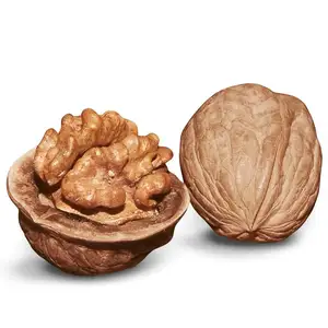 Raw Walnuts Kernels Organic Bulk Nuts Wholesale Premium Walnuts Walnut In Shell Dry Fruits For Sale From Vietnam Manufacturer