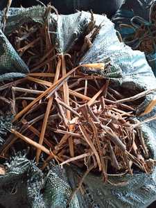 Canela de Ceilán en Tubo, Canela en Polvo, Varillas de Canela Seca, Canela de Ceilán en Tubo - Product Image 2