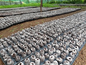 Offre Spéciale de granulés de tourbe de coco de haute qualité/granulés de coco de coco matériau de haute qualité organique écologique d'Eco2go Vietnam - Product Image 6