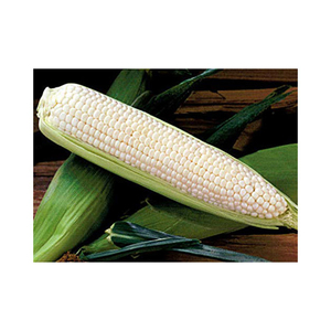 Maíz Blanco/Maíz blanco para consumo humano no GMO Maíz Blanco/Maíz amarillo para alimentación animal palomitas de maíz - Product Image 3