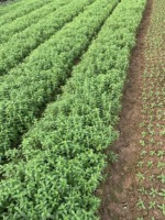 Extrait de fines herbes séchées de feuille de Stevia de haute qualité du Vietnam feuille de sucre saine emballée sous vide