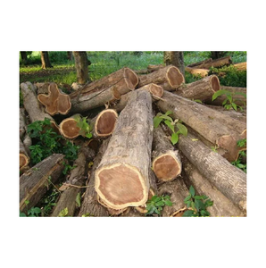 Troncos descortezados Fresh Cut Meranti para fabricación de muebles - Product Image 1