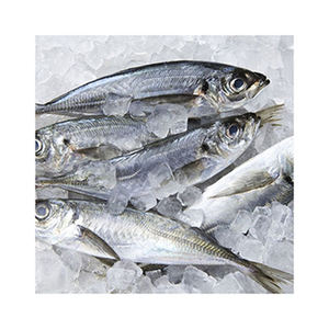 Camarones del Atlántico congelados de calidad de exportación, disponibles para suministro al por mayor y al por menor. - Product Image 5