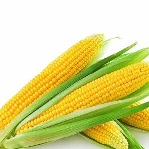 Premium Quality Non-GMO Pakistani Yellow Corn Your Top Choice for International Export at Wholesale Prices from JZ Enterprises