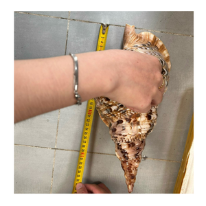 99 Gold Data Vietnam Exports Trompette Triton Shell Utilisé dans la décoration intérieure et l'artisanat Trompette Triton Shell Supply - Product Image 3