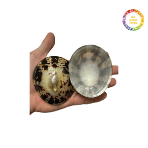 Conchas de Lapa decorativas pulidas y brillantes para temas interiores - Product Image 4