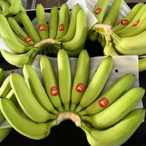 Suministro al por mayor de banana verde fresca de primera calidad de Vietnam Producto agrícola listo para la exportación global - Product Image 1