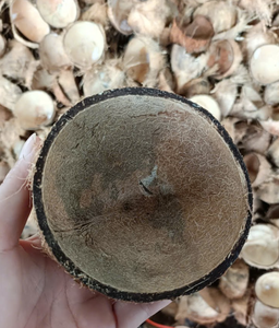 Cáscara de Coco Natural Cruda para Obras de Arte, Decoración y Carbón Vegetal - Product Image 2