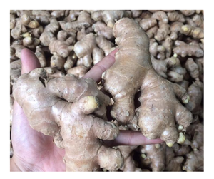 <b>Fresh</b> <b>Ginger</b> for Tasty Dishes, Prepared in large quantities ready to export/ <b>fresh</b> <b>ginger</b> from Vietnam suppliers with best deal - Product Image 1