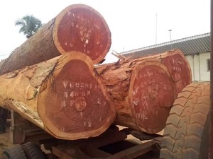 บันทึกไม้เนื้อแข็ง Sapele พรีเมี่ยมสำหรับขาย Sapele logs พรีเมี่ยม - Product Image 5