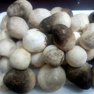Guter Preis Stroh pilz Dosen ganzer Stroh pilz in Salzlake aus Vietnam