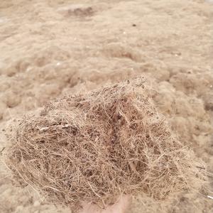 Coco Coir Block <span class=keywords><strong>Brick</strong></span> für die Landwirtschaft von Pilz pflanzen aus Indien - Product Image 4