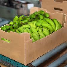 Plátanos frescos naturales y orgánicos de Vietnam: seguros, puros y saludables, perfectos para los mercados de exportación - Product Image 6