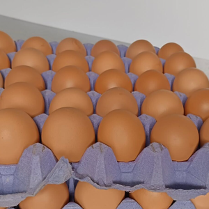 ไข่ไก่สดมาตรฐาน - Product Image 2