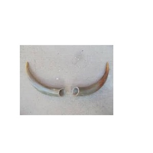 Paire de corne de buffle non polie couleur marron naturelle article de décoration de pièce de meilleure qualité pour corne de paire de buffle à bas prix - Product Image 3