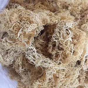 Вьетнамская сушеная водоросль, пищевая цена, сырое морское мох, оптовая продажа, водоросли Eucheuma cottonii, хорошая цена, высокое качество, 2023