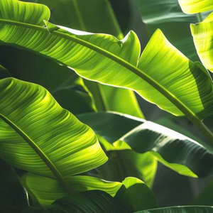 PURE VIETNAM FEUILLES DE BANANE CONGELÉES ET FEUILLES DE CITRON PRÊT À L'EMPLACEMENT À LA VAPEUR ET SOUPES - Product Image 6