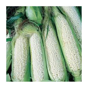 ข้าวโพดขาว Gmo คุณภาพดีที่สุดขายส่ง ผู้ผลิตสูงใหม่ วัสดุที่ดีที่สุด ด้วยอัตราราคาถูก - Product Image 5