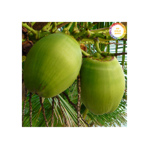 Vietnam <b>Fresh</b> <b>Coconut</b> Hand Selected Authentic Natural Tropical Fruit for Juice Dessert Processing and International Export - Product Image 2