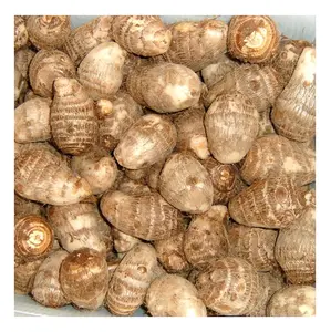 Cheap Lowest Price Fresh Taro Vegetables Premium Quality Bulk Quantity For Exports From Europe Bulk Sale