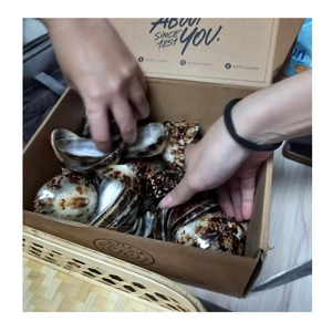 Vietnam Limpet Shell fourni par 99 Gold Data pour les conceptions artisanales et la décoration de coquilles dans les maisons côtières - Product Image 2
