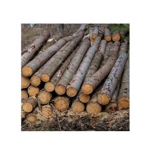 ไม้ป็อปลาร์ยุโรปขายส่ง สำหรับอุตสาหกรรมผลิตไม้อัดและเฟอร์นิเจอร์ระดับไฮเอนด์ มีจำหน่ายทั่วโลก - Product Image 4