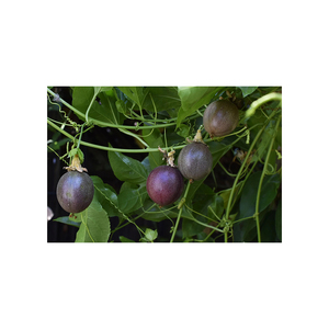 Precio de descuento Maracuyá disponible en opciones de temporada y durante todo el año - Product Image 4