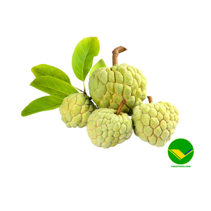 พบกับรสชาติคุณภาพสูงที่เป็นเอกลักษณ์ของแอปเปิ้ลคัสตาร์ดสดจากผู้นำเข้าและผู้จัดจำหน่ายในเวียดนาม - Product Image 6