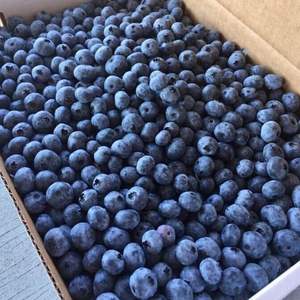 Arándanos Frescos Naturales Deliciosos y Saludables de Alta Calidad - Calidad Premium - Suministro a Granel - Product Image 5
