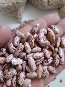 Haricots mouchetés légers en gros - Product Image 4