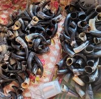 Vente de corne crue de vache à boeuf crue bon marché pour remplacer la corne de rhinocéros dans le traitement de l'hyperthermie/corne de buffle en vrac