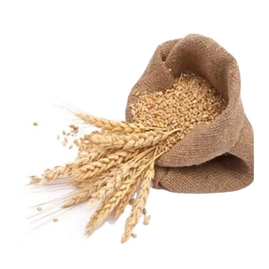 Top Quality 100% <b>Barley</b> Seeds/Animal Feed <b>Barley</b>/bulk <b>Barley</b> Grains at Affordable Price - Product Image 6