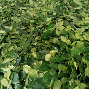 ใบมะกรูดเครื่องเทศ - Product Image 6