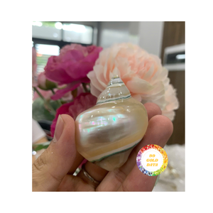 Servilleteros de concha de mar natural para restaurantes, hoteles, fiestas que desean la auténtica elegancia de la costa vietnamita - Product Image 3