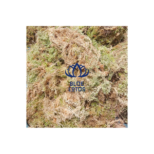 Vietnam High Quality Dried Forest White Moss to Warm <b>Tree</b> Plant - Product Image 2