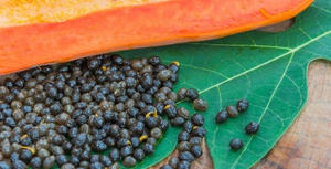 Proveedor de semillas secas de papaya, Red Lady Papaya, hierba para beber, al por mayor, producto agrícola, fabricante de Vietnam. - Product Image 3