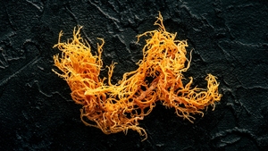 Musgo de mar de alto estándar | Cosecha seca de Vietnam | Fuente VIET DELTA - Product Image 2