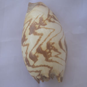 เครื่องประดับเปลือกหอยขนาดใหญ่25-30ซม. เสื้อผ้าบาติก - Product Image 4