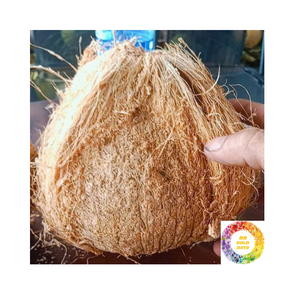 Noix de coco mature semi-décortiquée naturelle apparence propre eau douce texture ferme chair blanche parfaite pour les jus culinaires exportation en vrac - Product Image 3