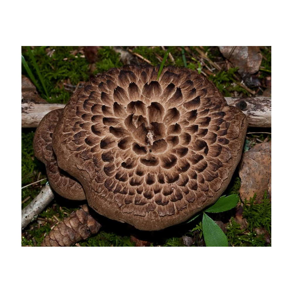 Гриб ежовик чешуйчатый. Гриб ежевик чешуйчатый. Ежовик черепитчатый. Гриб ежовик чешуйчатый. Ежовик пестрый гриб.