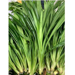 HOJAS DE PANDAN SECAS NATURALES DE VIETNAM-AROMA PURO DE VIETNAM - Product Image 6