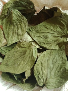 Daun Sirih Kering Premium 100% Alami untuk Penggunaan Tradisional, Obat Herbal, Perawatan Mulut, dan Kesehatan
